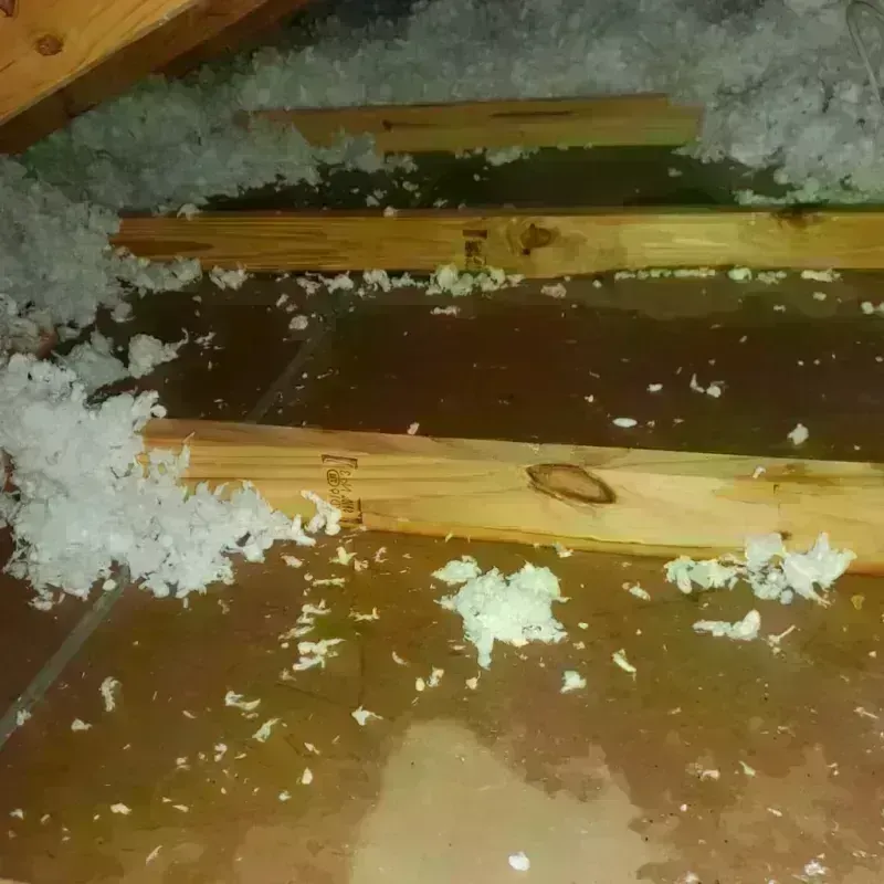 Attic Water Damage in River Ridge, LA