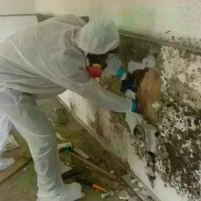 Mold Remediation and Removal in River Ridge, LA